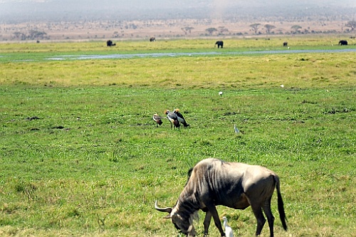 Kenia (168)